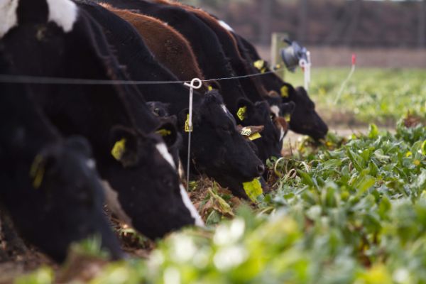 Cattle grazing on brassica behind a break fence