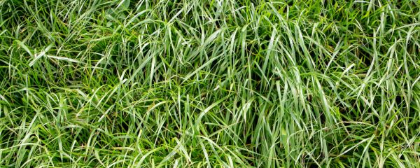 Close up of ryegrass growing in a paddock