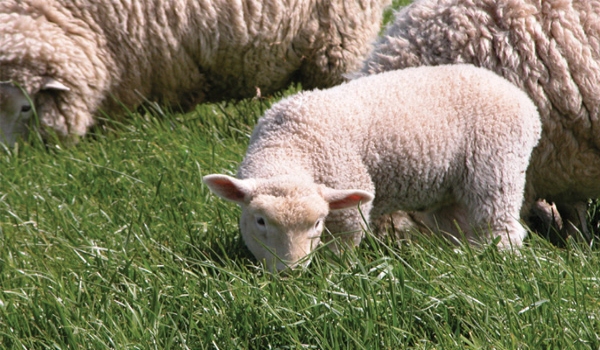 Sheep graze on tall fescue grass