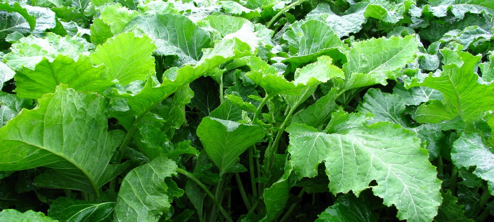 Brassicas and beets handset