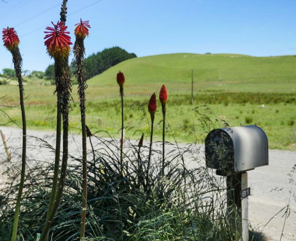 hunter-forage-brassica-agricom-nz