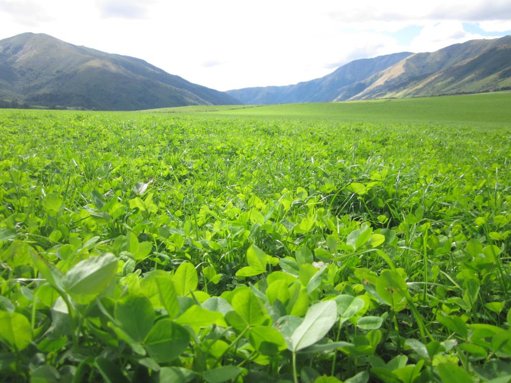 Relish Product Image v 2