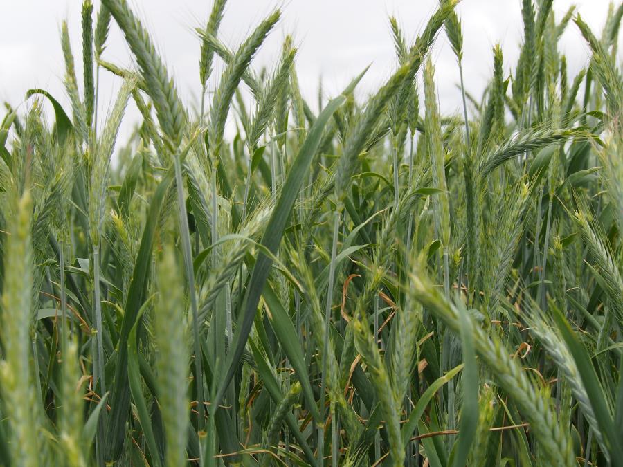 Doubletake Triticale 