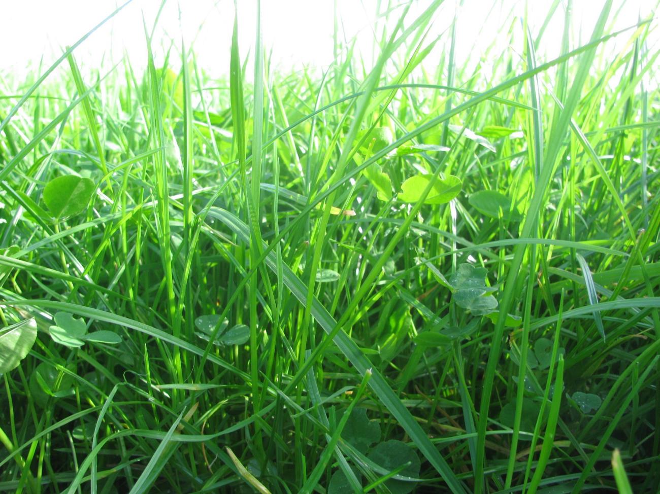 Request Perennial Ryegrass