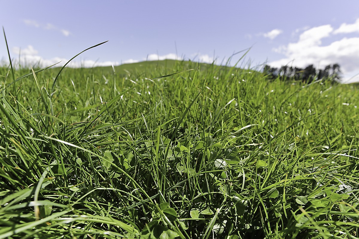 Samson Perennial Ryegrass Image