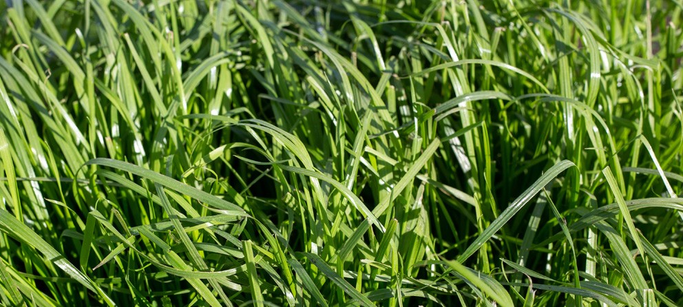 Ryegrass | Agricom