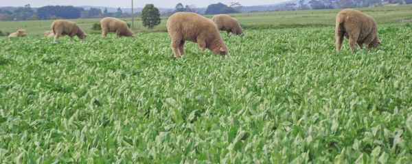 Sheep grazing on chicory
