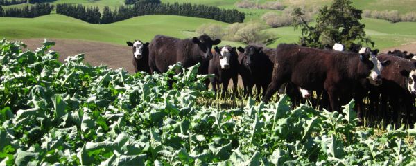 Cattle grazing a brassica crop
