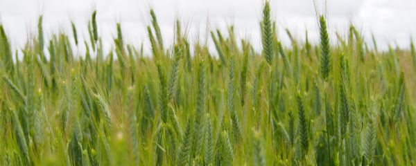 Close up of a Prophet Triticale crop