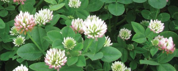 Close up of clover in flower