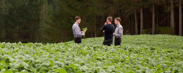 Agricom staff talk to a farmer in a paddock of brassica