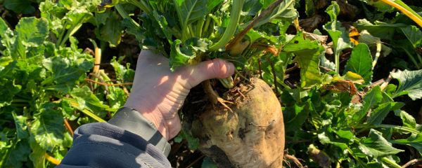 A person holds a fodder beet by the leaves, showing the bulb, with the rest of the crop in the background