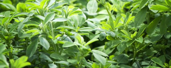 Close up of lucerne