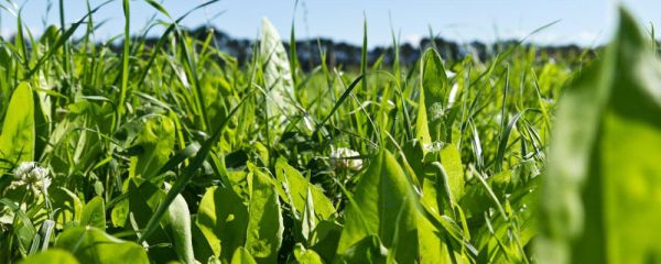 Pasture mix growing in a paddock, including chicory, ryegrass and clover.