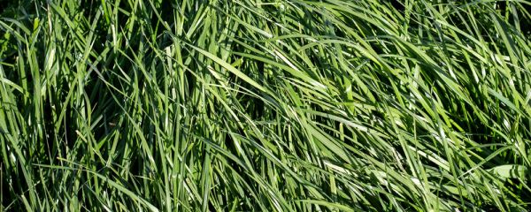 A paddock of tall fescue grass with a farm race, hills and trees in the background