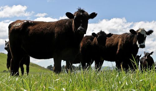 Agricom Case Studies