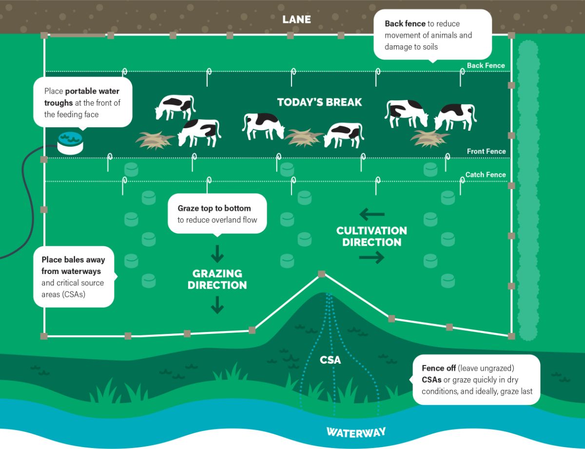 Infographic showing best practice actions for winter grazing of dairy cattle