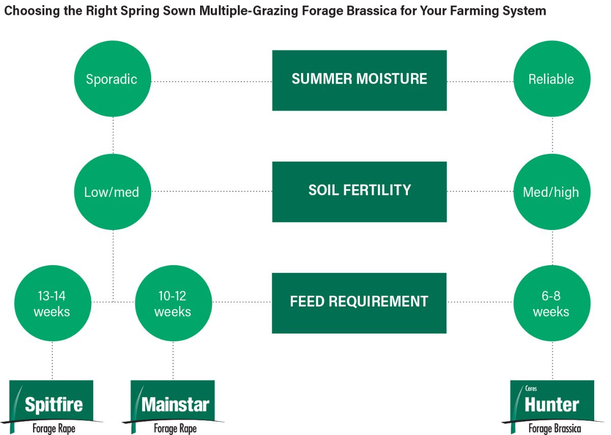 Graphic advising on the right spring-sown multiple-grazing forage brassica for your farming system