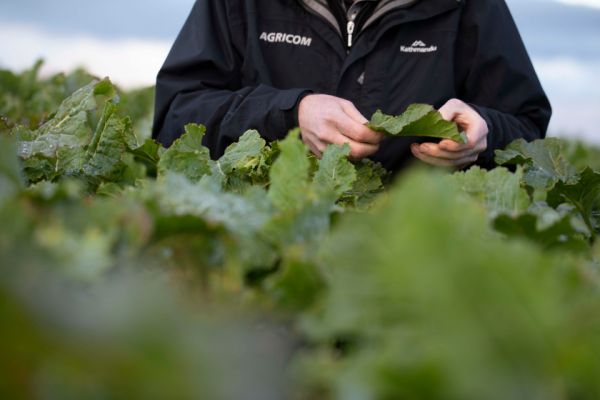 An Agricom staff member in a paddock of brassica, holding a leaf in their hands