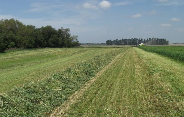 A paddock of Milton oats being harvested for green chop cereal silage (GCCS)