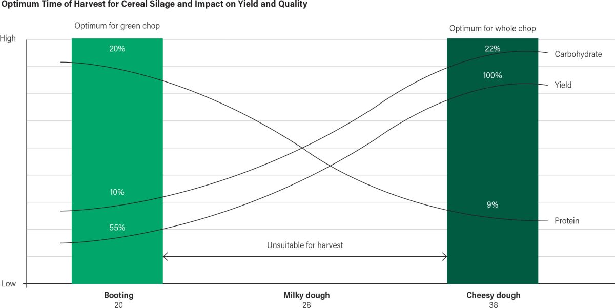Graph showing the optimum time for harvesting cereal silage for green chop and whole chop