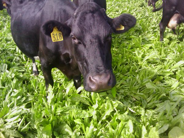 Dairy cow grazing Choice chicory