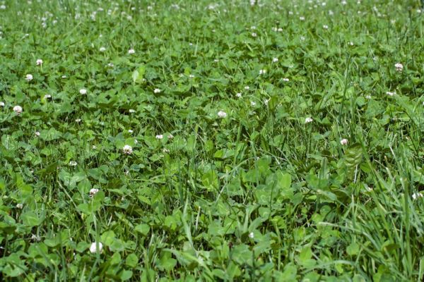 Clover growing as part of a mixed pasture paddock