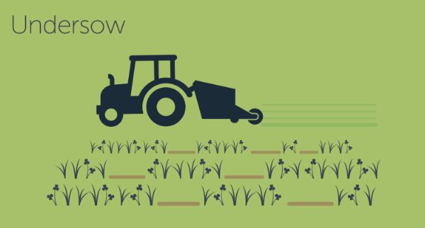 Illustration showing rows of mixed pasture and a tractor undersowing seed