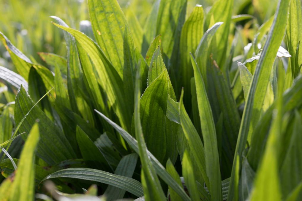 Ecotain environmental plantain | Agricom