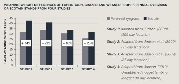Graph showing weaning weight differences between lambs on ryegrass compared with Ecotain