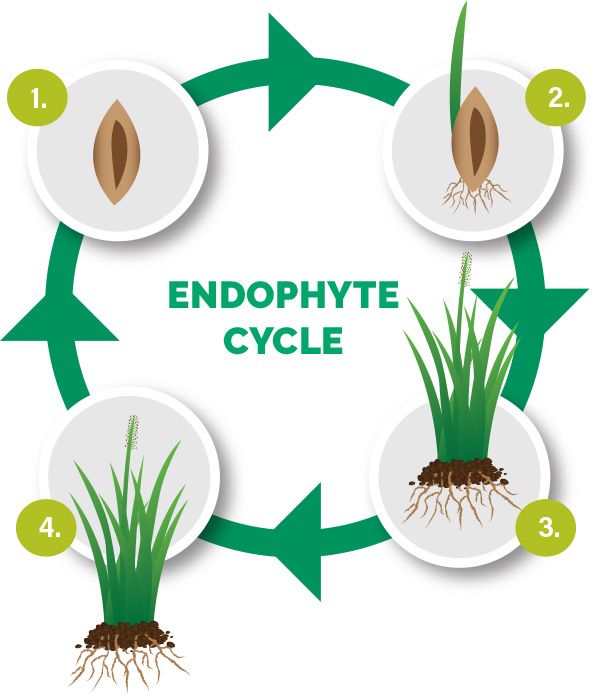 Graphic showing the endophyte life cycle