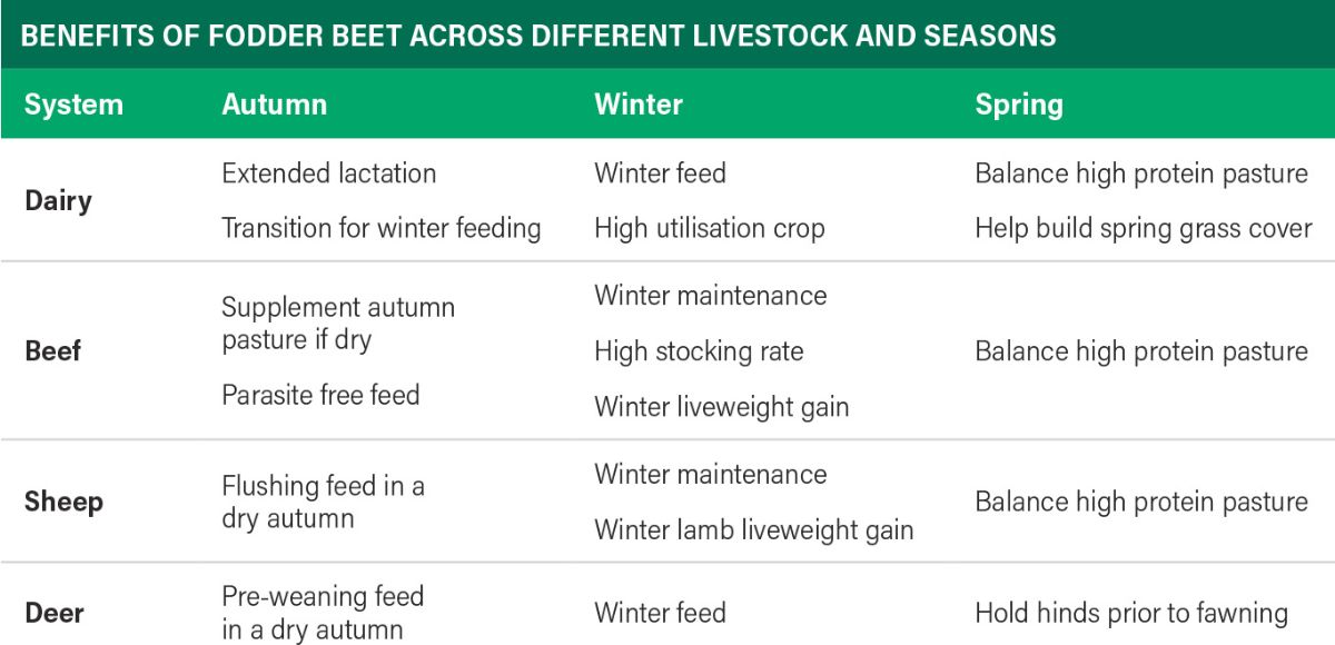 Table showing the benefits of fodder beet across different livestock and seasons