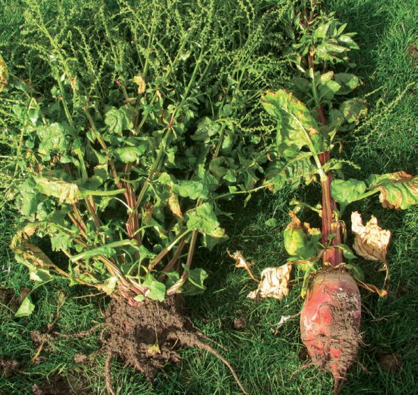 Image showing weed beet pollen with little to no bulb on the left and a cultivar bolter, with a large bulb, on the right