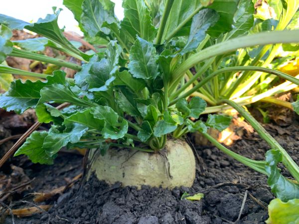 Close up of fodder beet with the top of the bulb above the soil