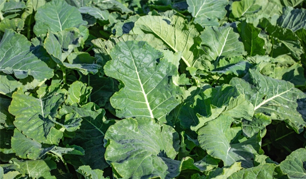 A crop of kale growing