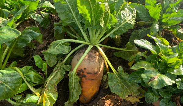 A fodder beet bulb lifted from the soil