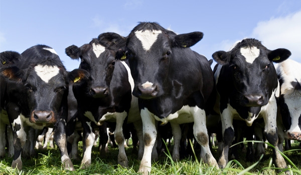 Cattle grazing on grass