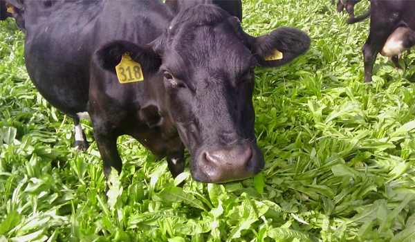 Cattle grazing on Choice chicory