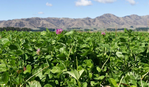 Relish red clover growing with mountains and blue sky in the background