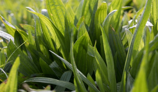 Close up of Ecotain growing