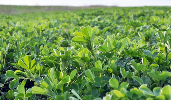 Close up of lucerne growing