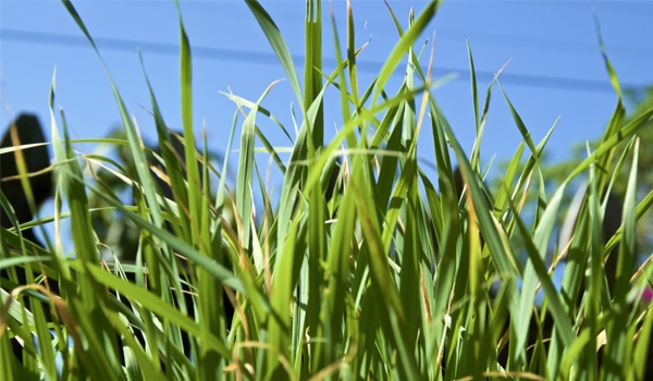 Close up of cocksfoot grass growing