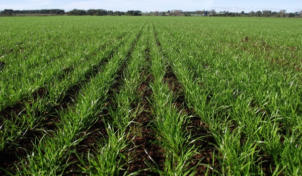 Rows of new ryegrass establishing in a paddock
