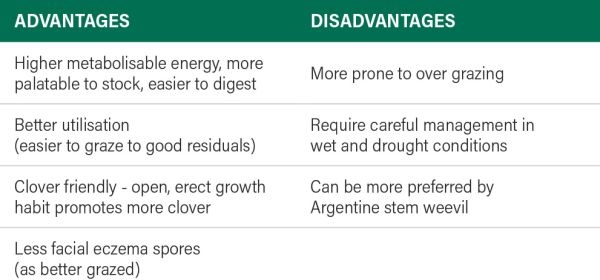 Table showing the advantages and disadvantages of Tetraploid ryegrass