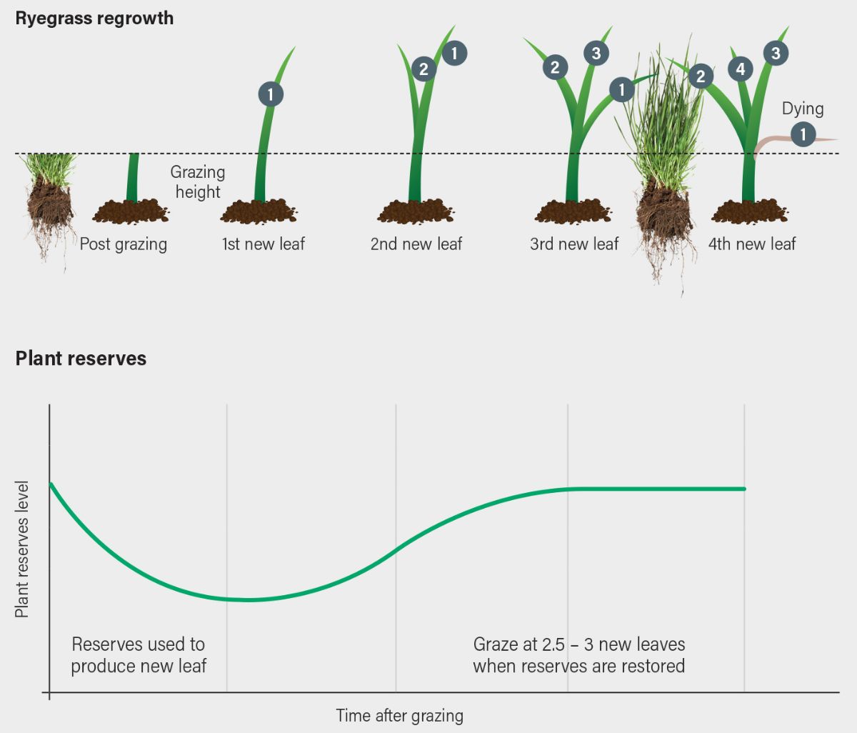 Image showing ryegrass regrowth and plant reserve stages