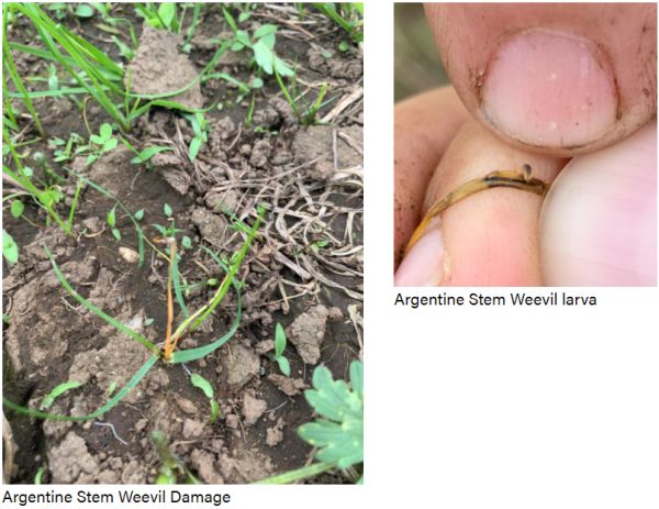 Comparing Argentine Stem Weevil Damage vs Argentine Stem larva