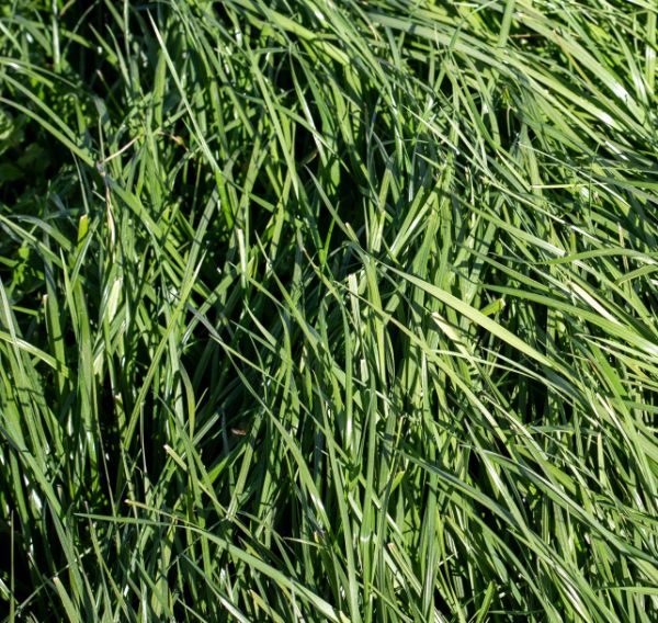 Close up of tall fescue grass growing