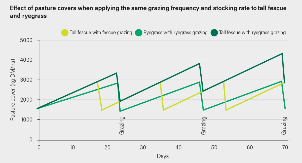 Graph showing the effect of pasture covers when applying the same grazing frequency and stocking rate