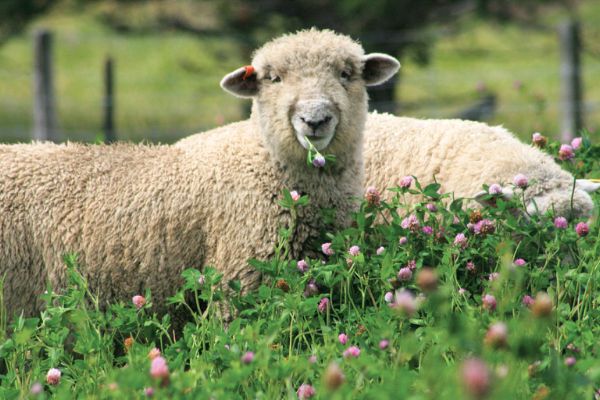 Lambs grazing on red clover