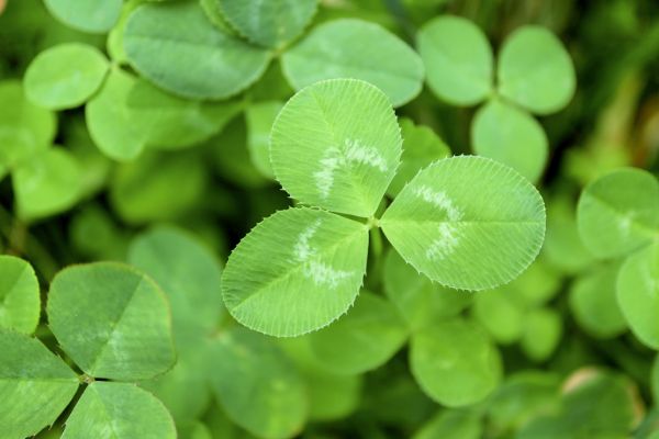 Close up of clover leaves